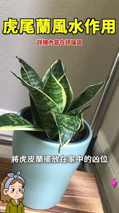 虎尾兰财位|【虎尾蘭風水】虎尾蘭風水指南：招財旺運、避厄除煞